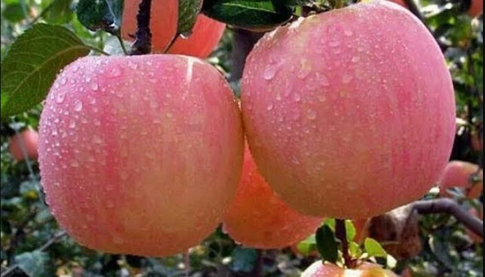 15 Things Kashmir is Famous For Kashmir is Famous For apples