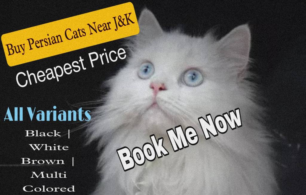 Buy Persian Cats in Kashmir Baby Persian Cats Price in Kashmir Cost of Persian Cat Buy Persian Cat Online Persian Cat Price Near Jammu and Kashmir, Persian Cat for Sale in Kashmir Persian Cat at cheapest price 5 Months Old Persian Cat Black Persian Cat