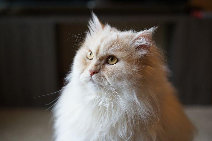 Buy Persian Cats in Kashmir Baby Persian Cats Price in Kashmir Cost of Persian Cat Buy Persian Cat Online Persian Cat Price Near Jammu and Kashmir, Persian Cat for Sale in Kashmir Persian Cat at cheapest price 5 Months Old Persian Cat Black Persian Cat