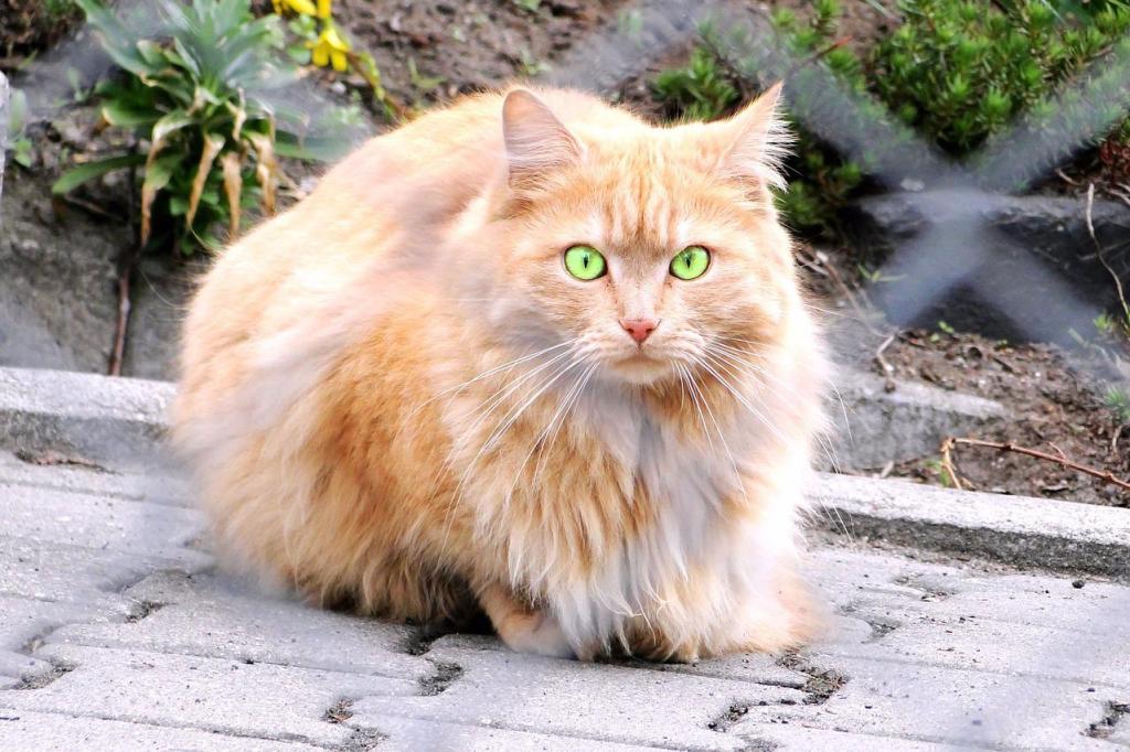 Buy Persian Cats in Kashmir Baby Persian Cats Price in Kashmir Cost of Persian Cat Buy Persian Cat Online Persian Cat Price Near Jammu and Kashmir, Persian Cat for Sale in Kashmir Persian Cat at cheapest price 5 Months Old Persian Cat Black Persian Cat